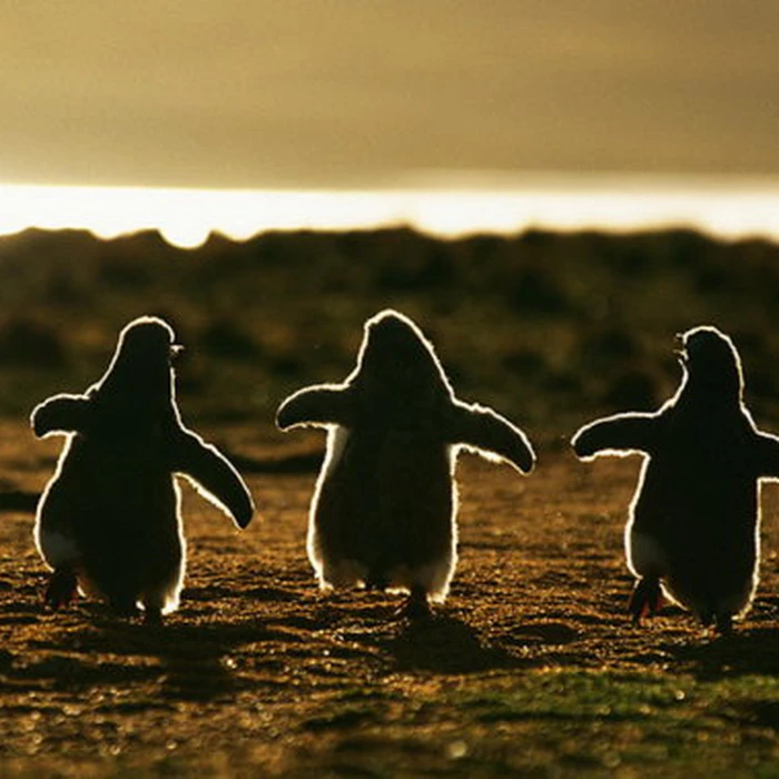 Tiểu Nhân Nan Dưỡng