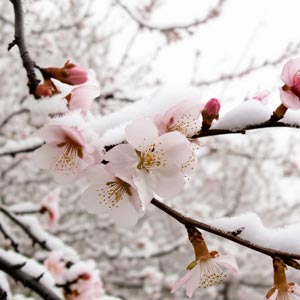 Tuyết Trên Cành Lê Hoa